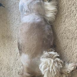 Shih Tzu Puppies from Willow Lane Shih Tzus