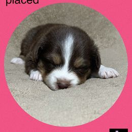 Belle - Miniature Australian Shepherd puppy in Jacksonville, Texas from AG Toy & Mini Aussies