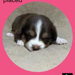 Belle - Miniature Australian Shepherd puppy in Jacksonville, Texas from AG Toy & Mini Aussies