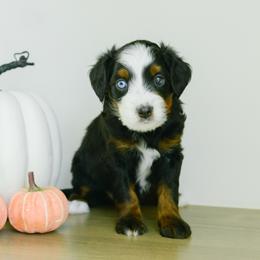 Dunn - male Australian Mountain Doodle puppy in Spanish Fork, Utah from K Brand Doodles
