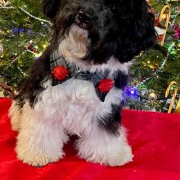 Havanese Puppies from Endearing Havanese