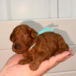 Peaches - Red  female Goldendoodle puppy in Miami, Florida from Haus of Pawz
