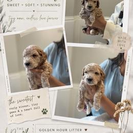 Green - Apricot male Goldendoodle puppy in Spring, Texas from The Doodle Den