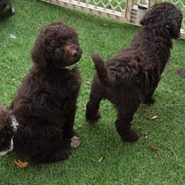 Denver -green color - Brown male Bernedoodle puppy in Aurora, Colorado from Simply Amazing Doodles
