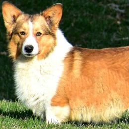 "Double Shot Of Crown, AKC Fluffy Carrier Triple Clear" American Corgi and Pembroke Welsh Corgi All Grown Up from Sarah Gugeler