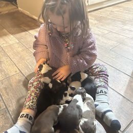 Border Collie Puppies from EOT Border Collies