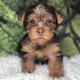 Yorkshire Terriers from Loving Yorkies by Curia’s Family