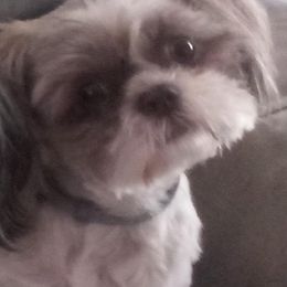 Shih Tzus from Cutie Shihtzu Puppies