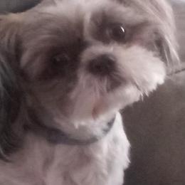 Shih Tzus from Cutie Shihtzu Puppies