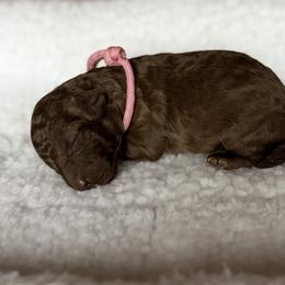 Pink collar - Silver-beige  female Poodle puppy in Franklin Park, Illinois from Windy City Majestic Toy Poodles