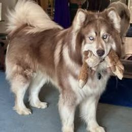 Blu - Siberian Husky