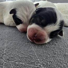 AKC CHAMPION BLOODLINE AUSTRALIAN CATTLE DOG PUPPY - DOUBLE MASK - BOY 1 - Blue male Australian Cattle Dog puppy in Cassatt, South Carolina from B & E Farms