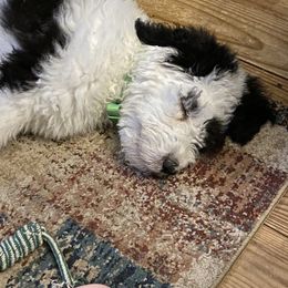 Sheepadoodle Puppies from Roughneck Doodles