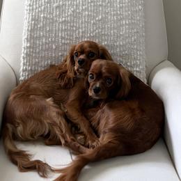 Cavalier King Charles Spaniels from Coastal Cavaliers