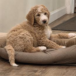 Goldendoodle Puppies from Whisper Wood Creek