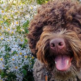 Lagotti Romagnoli from Salt Lake Lagotto