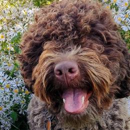 Lagotti Romagnoli from Salt Lake Lagotto