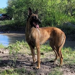 Nova - Belgian Malinois