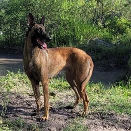Nova - Belgian Malinois