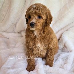 Flame - Apricot male Poodle puppy in Cleveland, Georgia from Jam's Doodles And Poodles