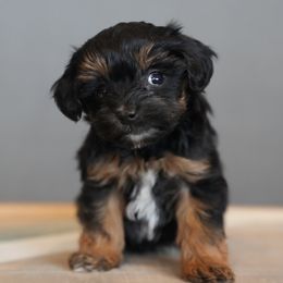 Bernedoodle, Goldendoodle, Poodle, Schnoodle, and Sheepadoodle Puppies from Boise Doodle Co.