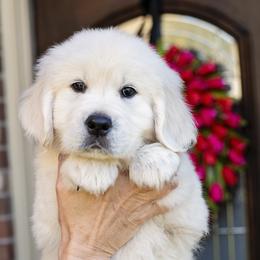 Golden Retriever puppies from Faded Ash Goldens