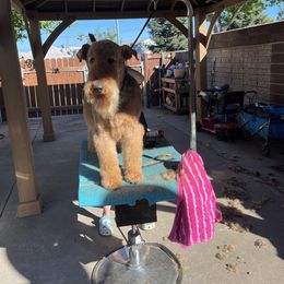 Airedale Terrier Puppies from Zinful Airedales