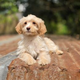 Surprise - Apricot male Aussiedoodle puppy in Centreville, Mississippi from Trin's Designer Doodles