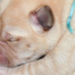 Labrador Retriever Puppies from AKC California Winterstrom Labradors