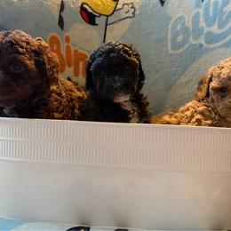 Poodle puppies from Pixie Poodles