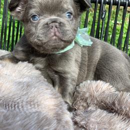 Roxi - Blue female French Bulldog puppy in Minneapolis, Minnesota from Flyazz Frenchies Kennels