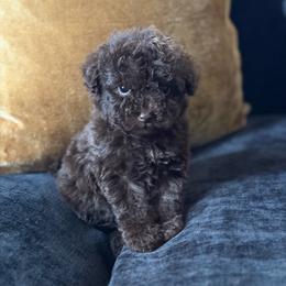 Oak - Brown male Poodle puppy in Kissimmee, Florida from Unique Poodles
