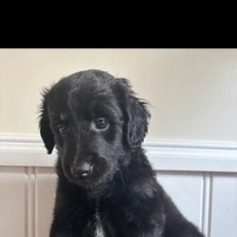 Raven - Black male Labradoodle puppy in Baldwin, New York from remiandraesweetdoodlesli