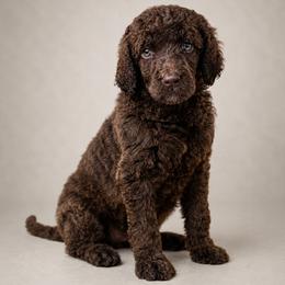 Tairn - Brindle male Poodle puppy in Spring Hill, Florida from Lecanto Puppy