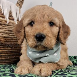 Teddy - Apricot male Goldendoodle puppy in Temecula, California from Oodles O'Doodles