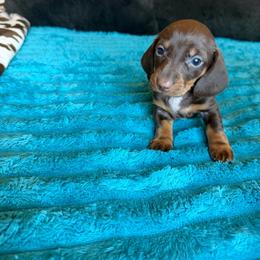 Bonnie - Chocolate and tan female Dachshund puppy in Grass Valley, California from Mis Doxie