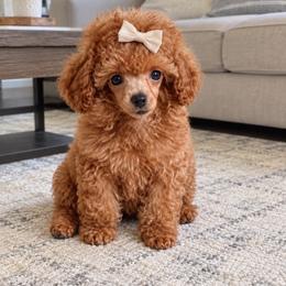 Bébé - Poodle