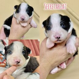 Secretariat - Black and white female Border Collie puppy in Oakley, California from Von Guadachi German Shepherds & Audacity Border Collies