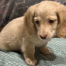 Winnie - Cream female Dachshund puppy in Midland, Texas from Midessa Dachshund