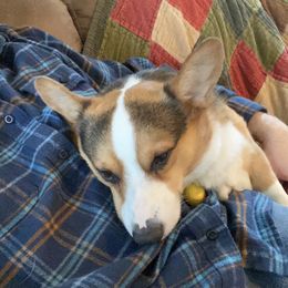 Sam - Pembroke Welsh Corgi