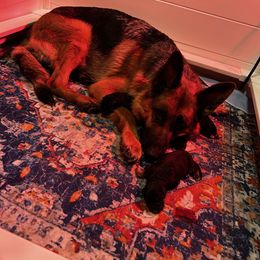 Yellow - Black and red female German Shepherd puppy in Puyallup, Washington from Majestic Royal German Shepherd’s
