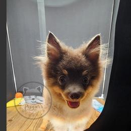 Peppers The Way You Make Me Feel - Waylon - Lavender male Pomeranian puppy in Plant City, Florida from Pepper's Pomeranians