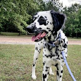 Narcissa - Dalmatian