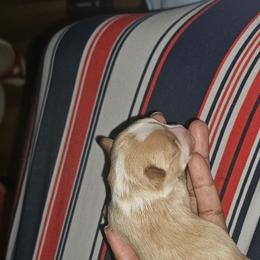 Aurora - Parti female Yorkshire Terrier puppy in Atlanta, Georgia from Royal Beauties Yorkies of Atlanta