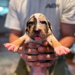 Goldenrod - Blue merle female Catahoula Leopard Dog puppy in Danielsville, Georgia from Sheepcote Farm Catahoula’s