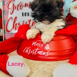 Lacey - Tricolor female Shih Tzu puppy in Denton, Maryland from Little Lions the Shih Tzu Kingdom