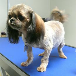 Gabby - Shih Tzu