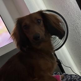 Mag pie - Dachshund