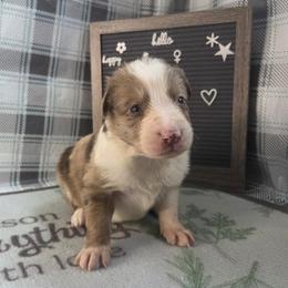 Cricket - Red merle female Border Collie puppy in Gary, Indiana from Lake Ridge Border Collies