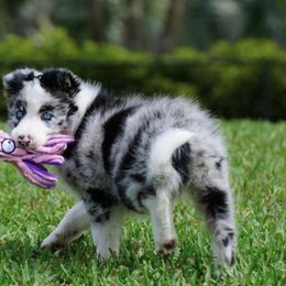 Border Collies from Gayle York's Border Collies